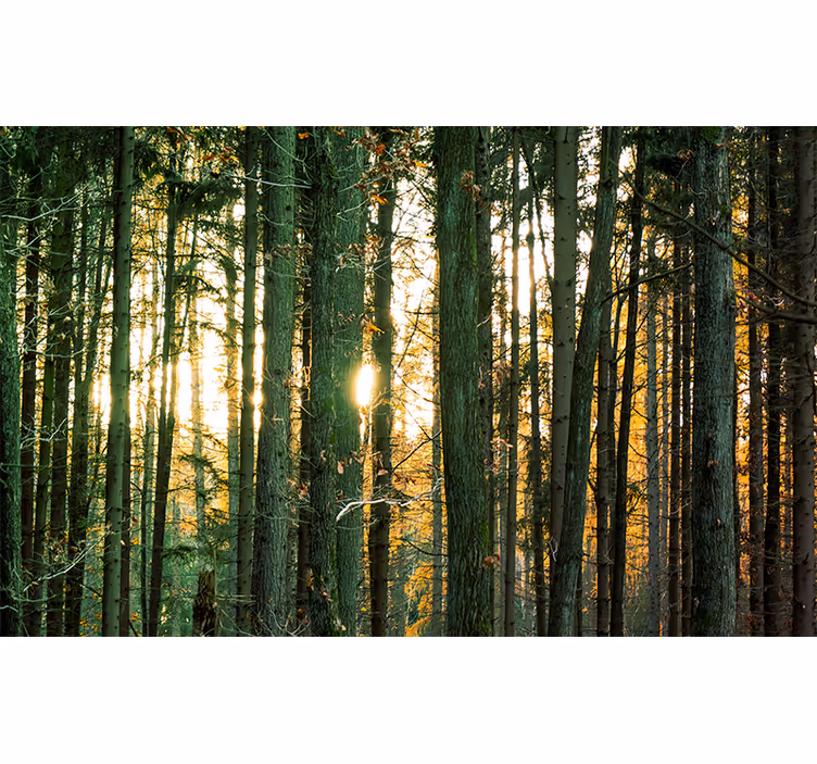 Fototapete Wald strahlender waldblick - TenStickers