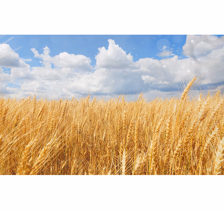 Fototapete Natur goldenes weizenfeld - TenStickers