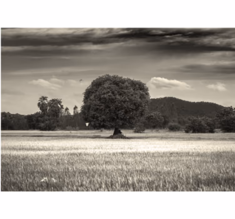 Fototapete baum einsames baumlandschaft - TenStickers