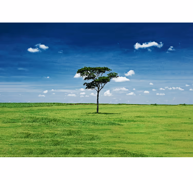 Fototapete Natur einsamer grüner baum - TenStickers