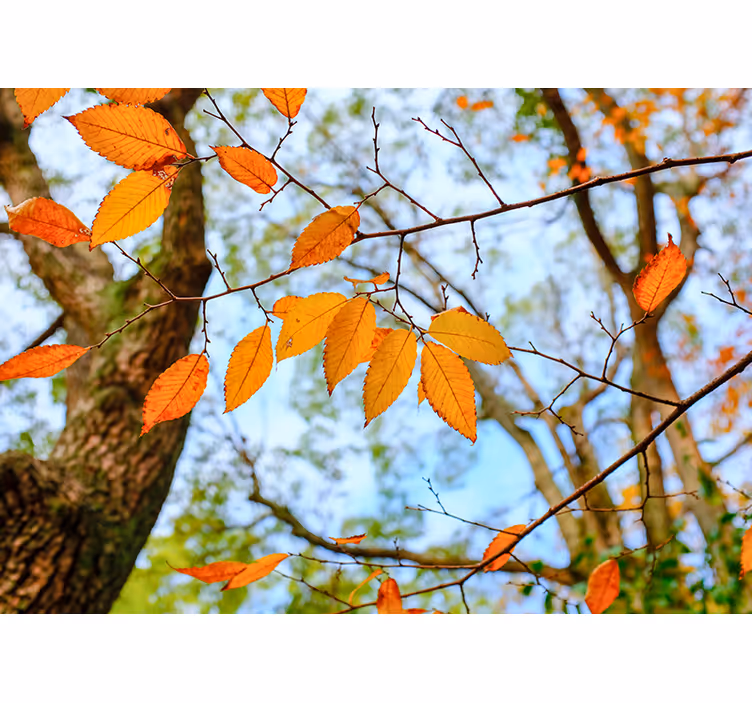 Fototapete Baum herbstblätter zweig - TenStickers