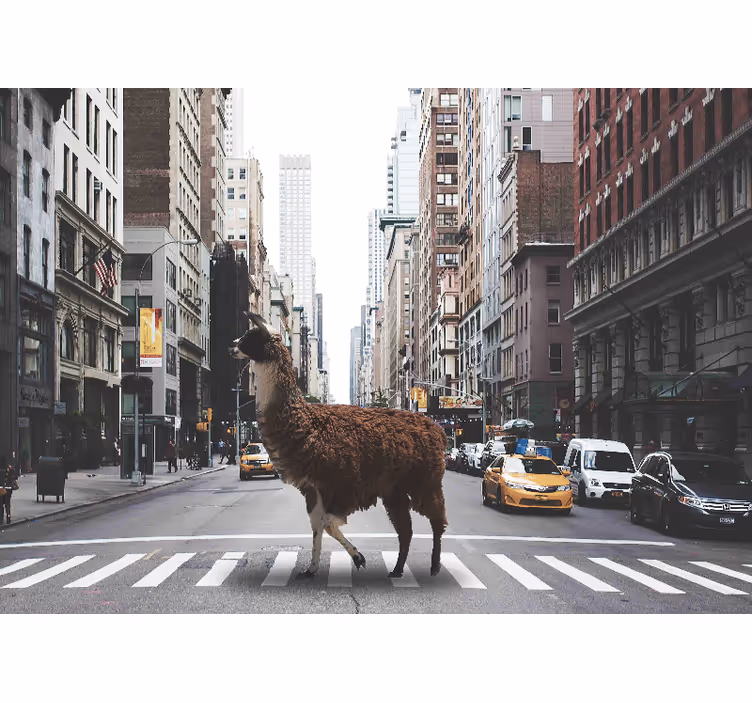 Fototapete tiere lama auf der straße - TenStickers