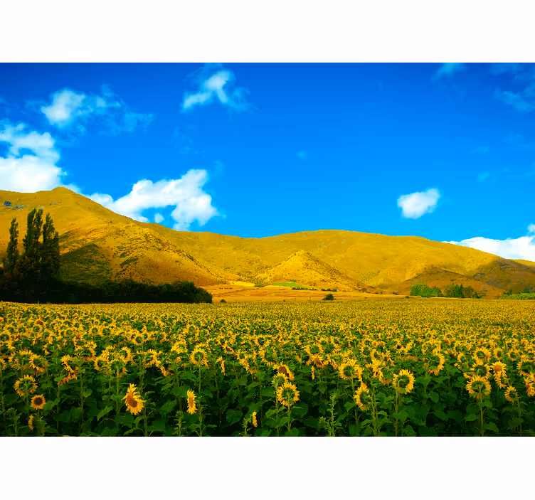 Fototapete Landschaft sonnenblumenfeld - TenStickers