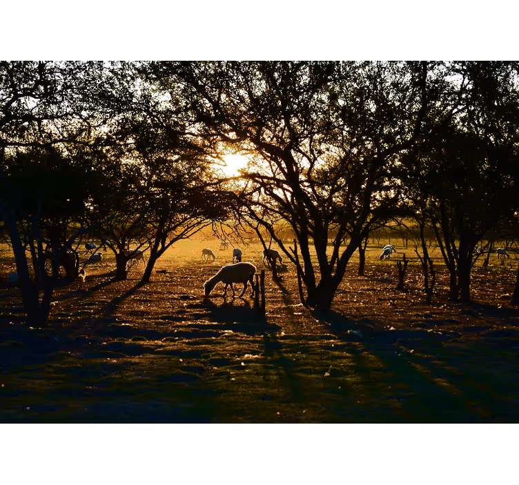 Fototapete natur goldener sonnenuntergang weide - TenStickers