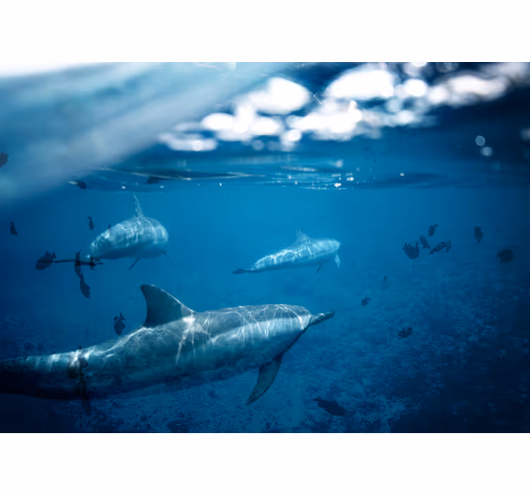 Fototapete Meer begegnung mit delfinen unter wasser - TenStickers