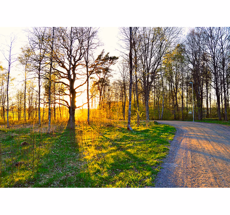 Fototapete natur sonniger waldweg - TenStickers