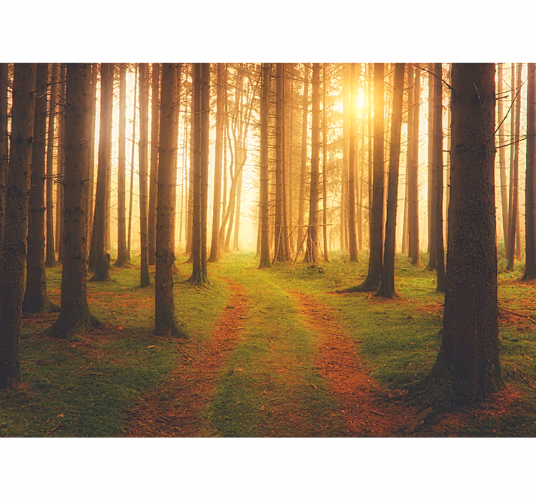 Fototapete wald mit blick auf den waldweg - TenStickers