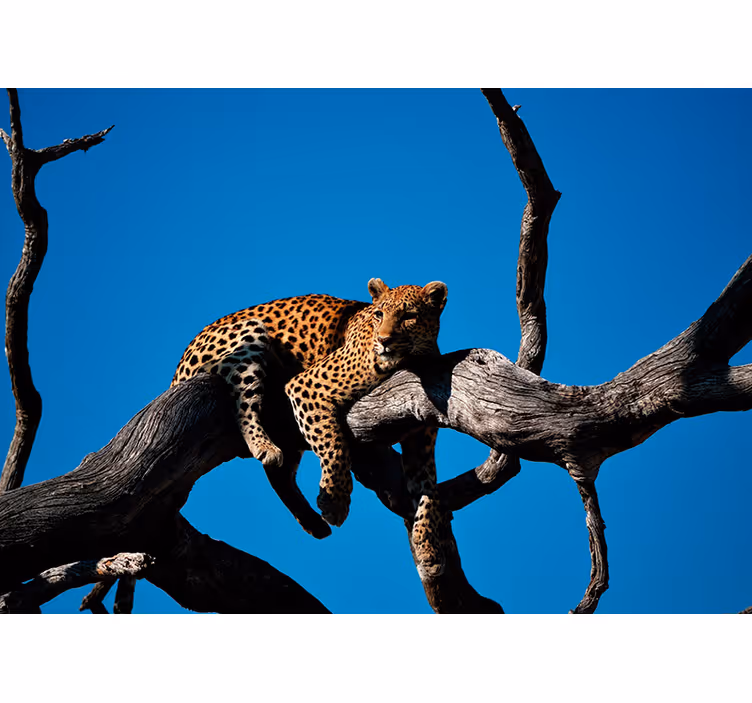 Fototapete Tiere leopard auf dem ast - TenStickers