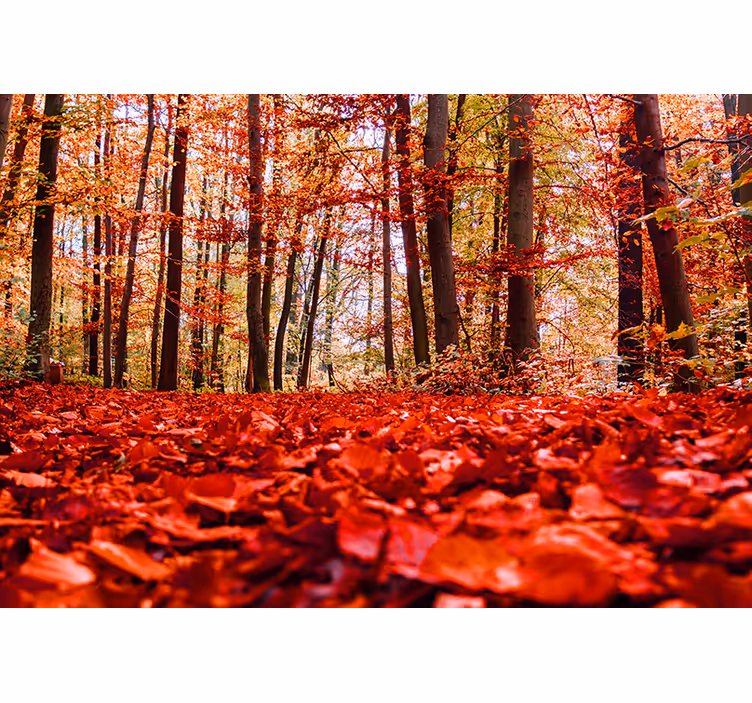 Fototapete Wald Rote-Blätter Hohe Bäume - TenStickers