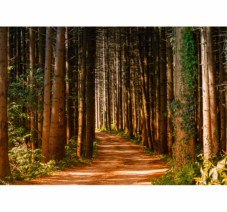 Fototapete wald magischer waldweg - TenStickers