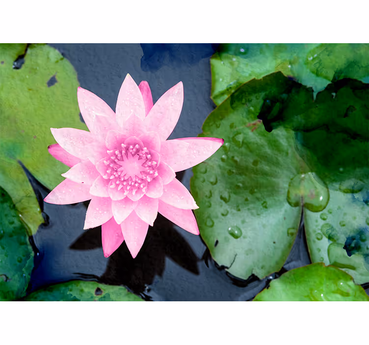 Fototapete Blumen rosa lotusblüte - TenStickers