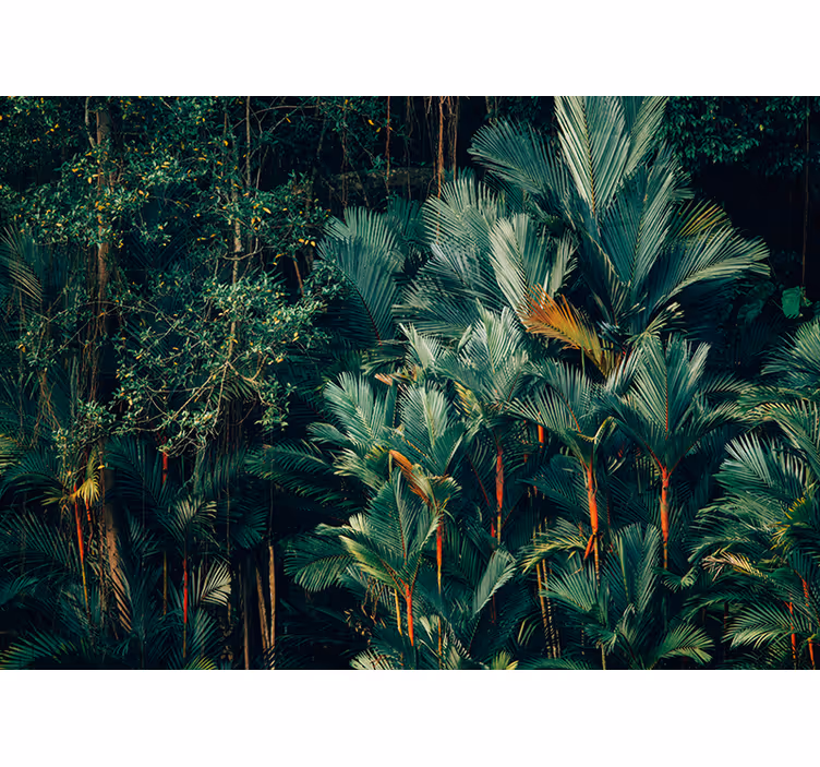 Fototapete natur mit exotischem palmengrün - TenStickers