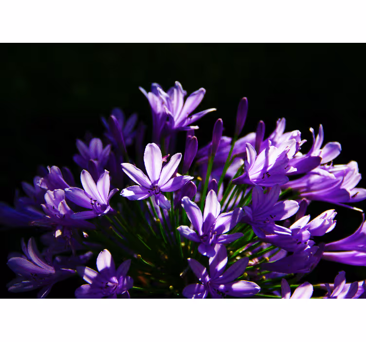 Fototapete Blumen lila florale schönheit - TenStickers