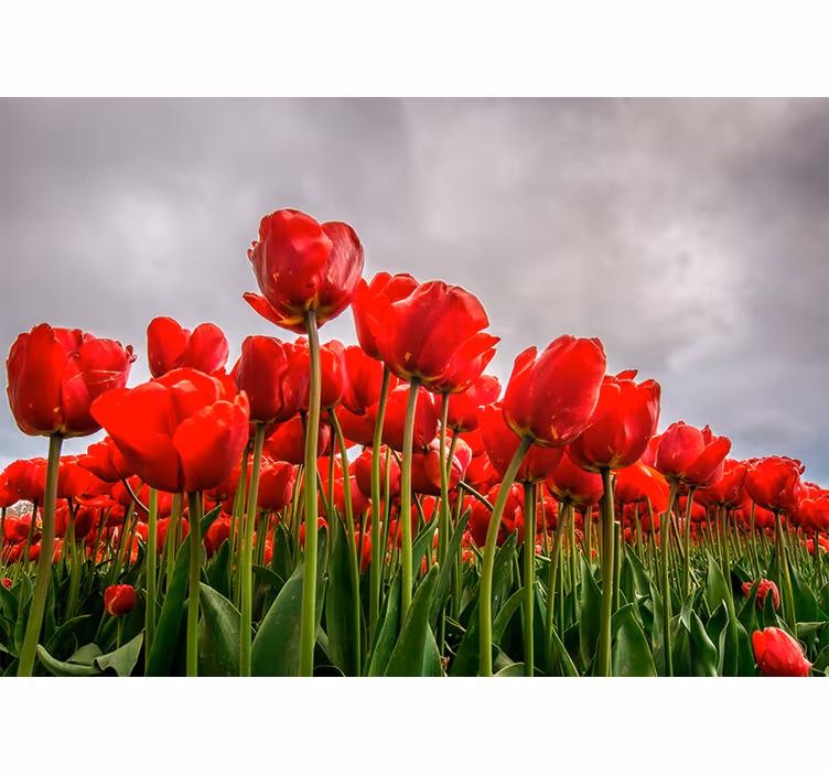 Fototapete Mohnblumen rotes tulpenfeld - TenStickers