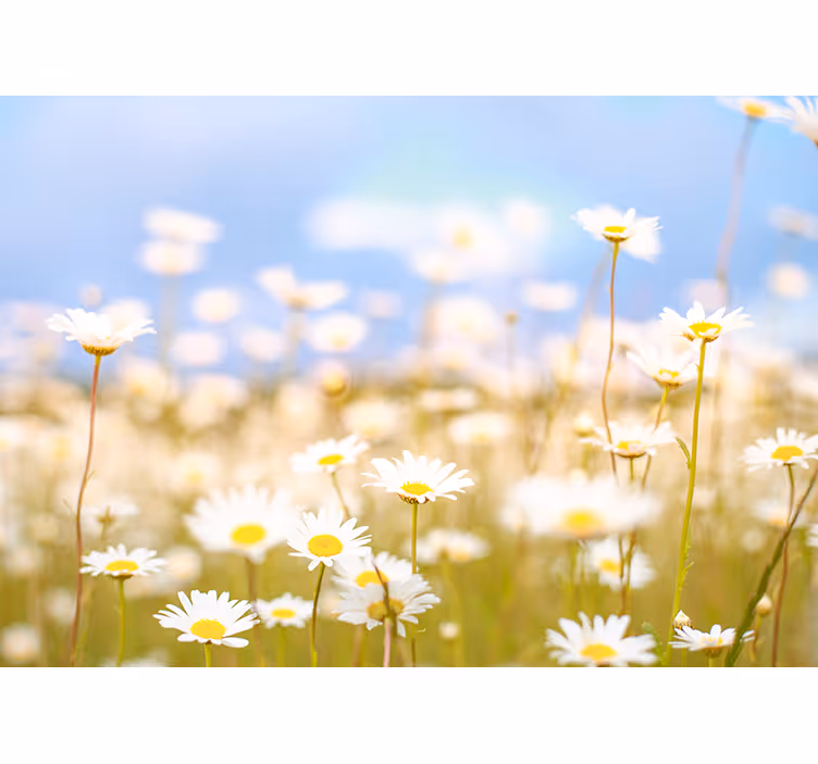 Fototapete Blumen gänseblümchen in blüte - TenStickers