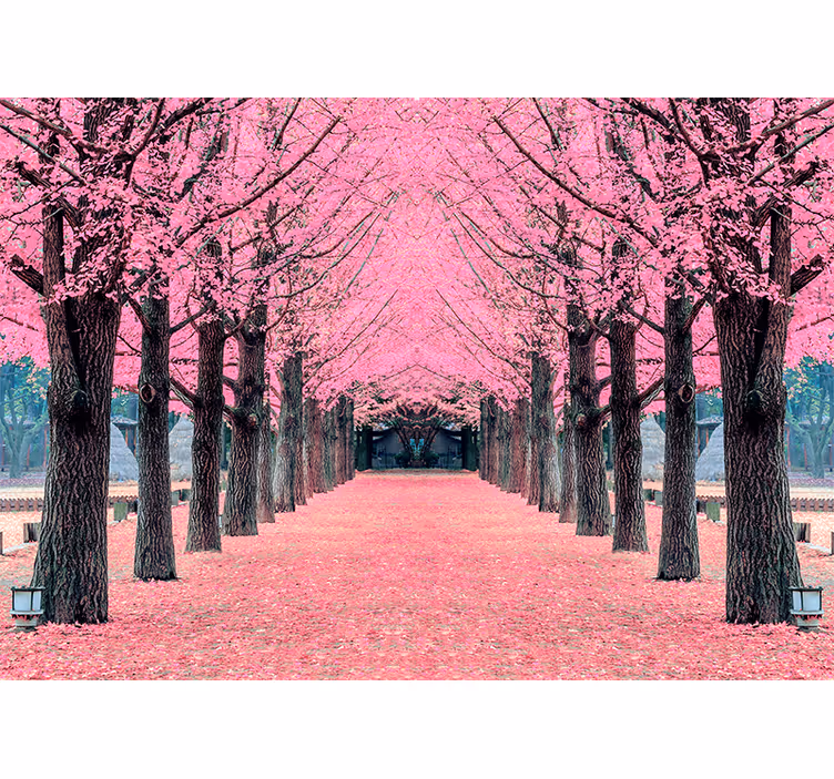 Fototapete Blumen kirschblütenweg - TenStickers