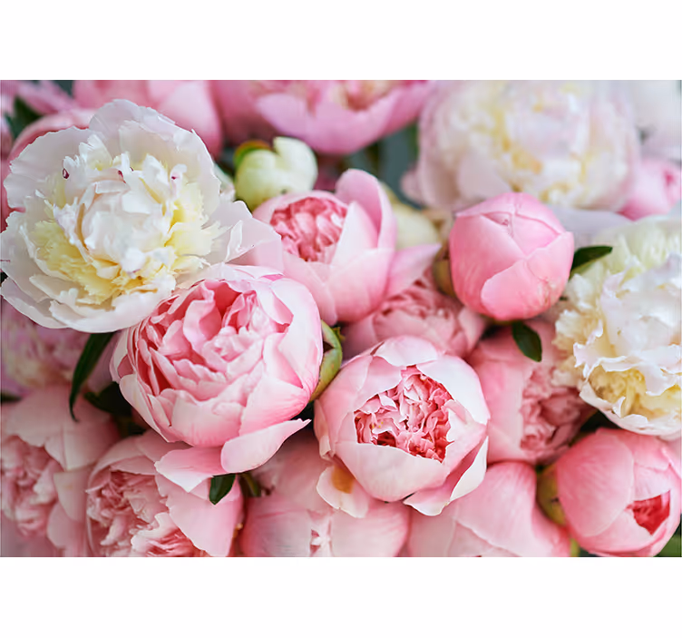 Fototapete Rosen Strauß rosa rosen - TenStickers