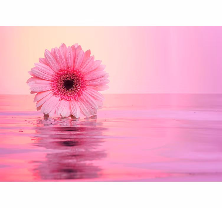 Fototapete Andere Blumen Rosa gerberablüten - TenStickers