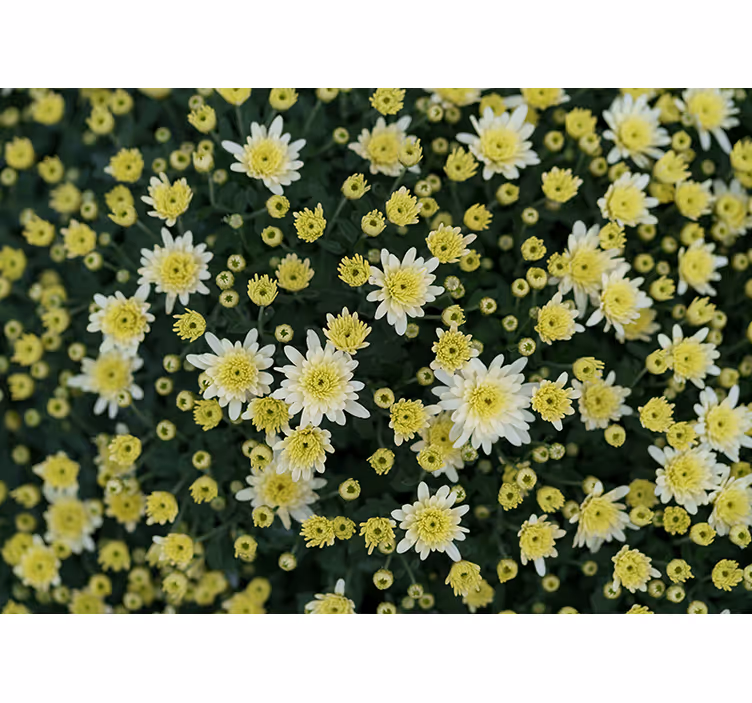 Fototapete blumen in leuchtendem gelb - TenStickers