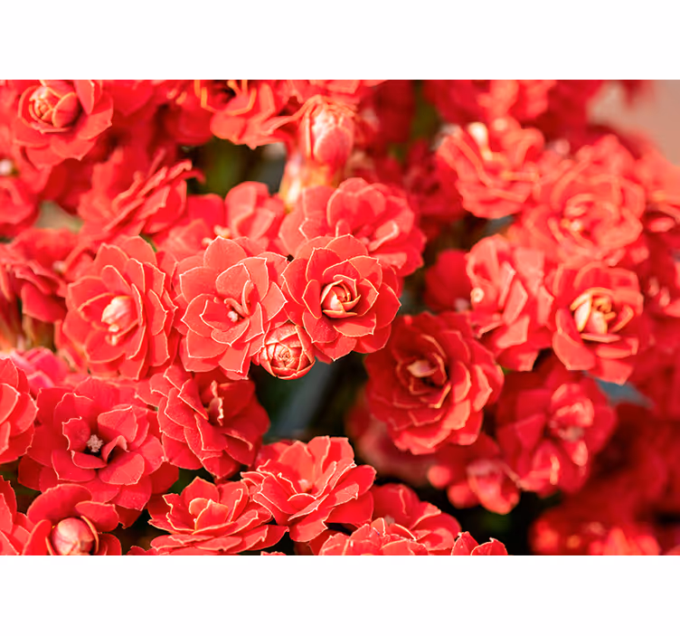 Fototapete Blumen rote blüten - TenStickers