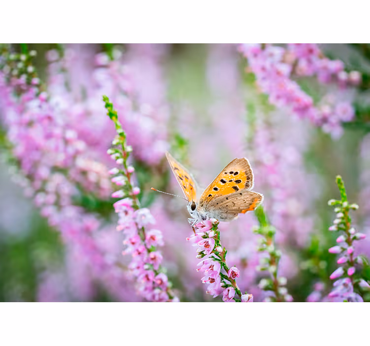 Fototapete Blumen schmetterling auf blüte - TenStickers