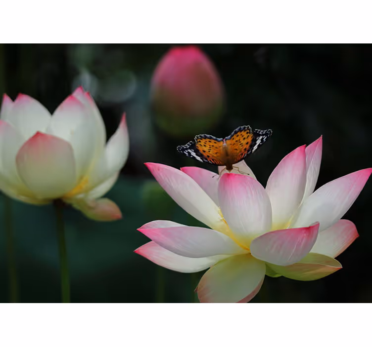Fototapete Blumen elegante lotusblüte - TenStickers