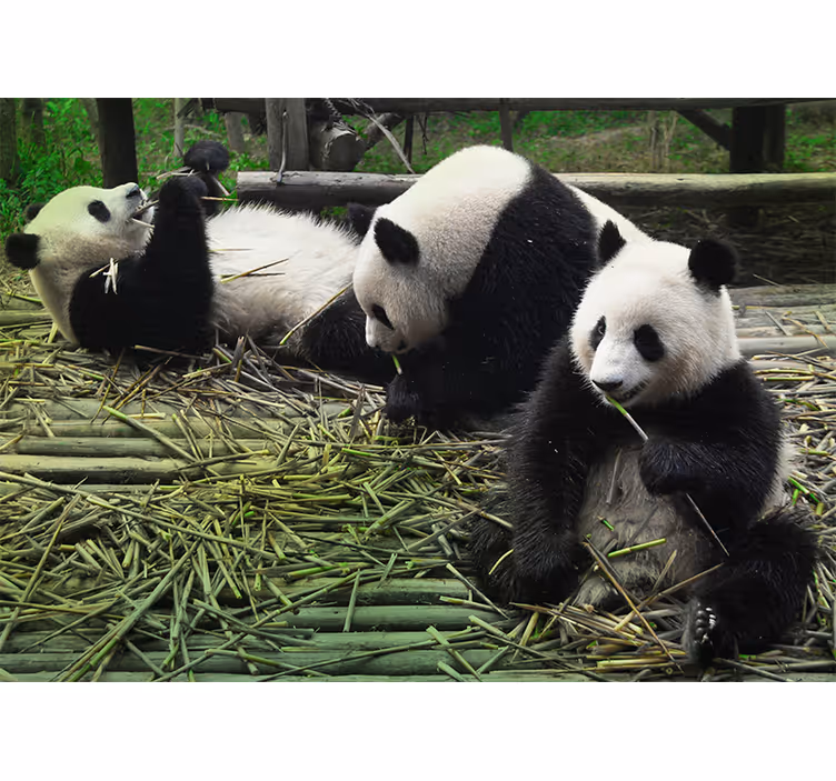 Fototapete Tiere verspielte pandafamilie - TenStickers