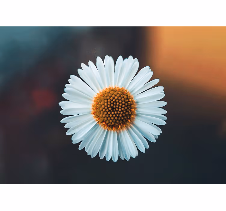 Fototapete Andere Blumen Einzelnes gänseblümchen natur - TenStickers