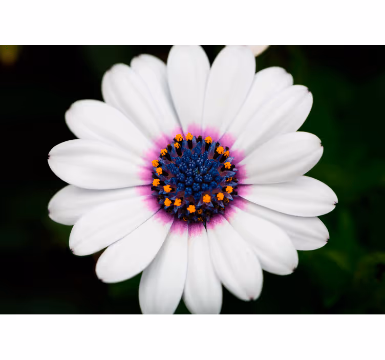 Fototapete blumen weißes blütenmeer - TenStickers