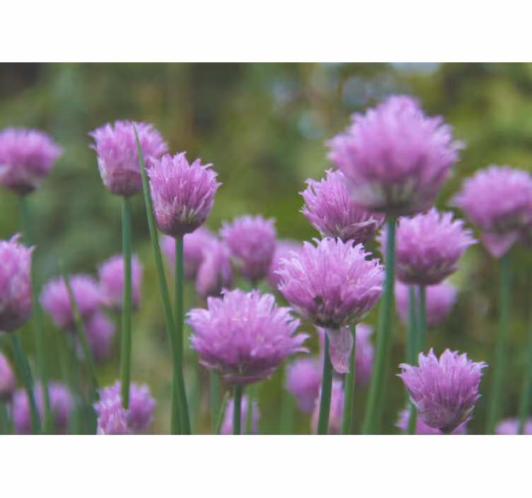 Fototapete blumen schnittlauchblüten cluster - TenStickers