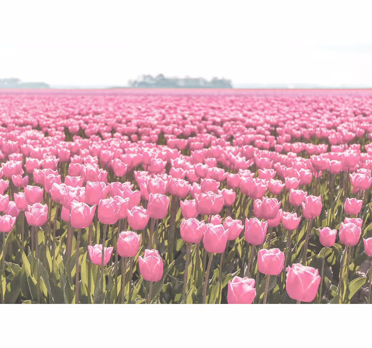 Fototapete mohnblumen rosa tulpenfelder - TenStickers
