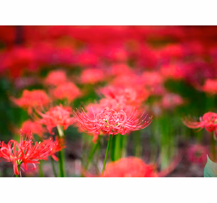 Fototapete mohnblumen lebendige karmesinblüten - TenStickers