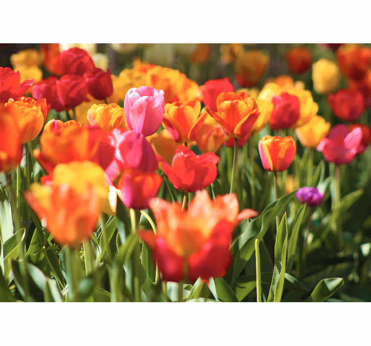 Fototapete blumen leuchtendes tulpenfeld - TenStickers