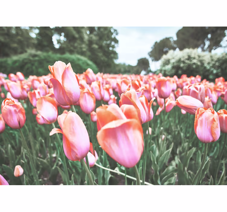 Fototapete mohnblumen tulpenfeld blüte - TenStickers