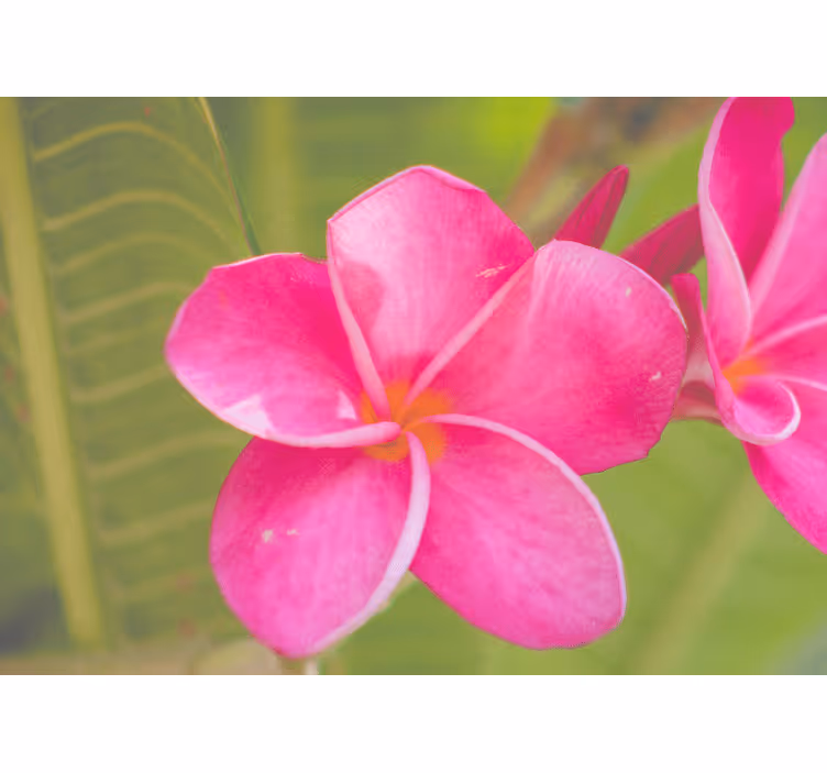 Fototapete blumen in pinkem floral-akzent - TenStickers