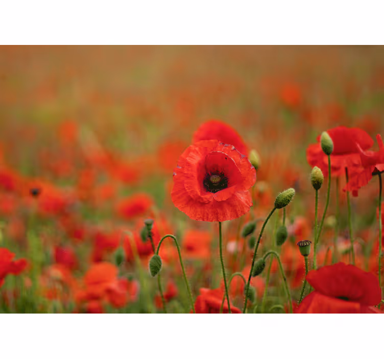 Fototapete mohnblumen lebendige mohnblüten - TenStickers