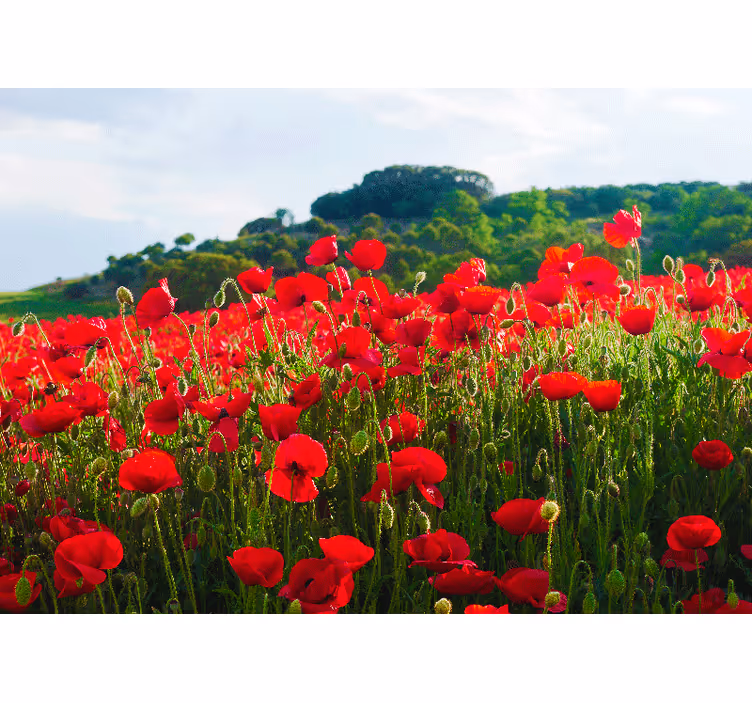 Fototapete Mohnblumen Rotes und grünes mohnfeld - TenStickers