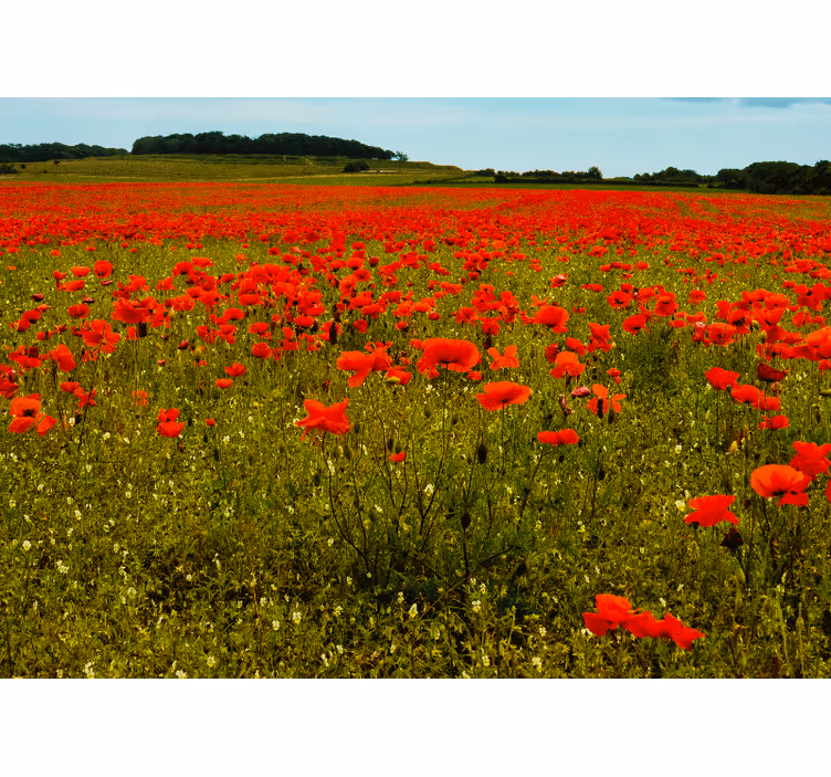 Fototapete mohnblumen lebhaftes mohnfeld - TenStickers