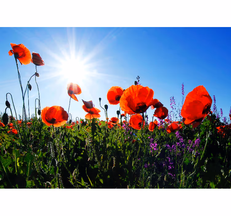 Fototapete mohnblumen sonnenblumenfeld - TenStickers