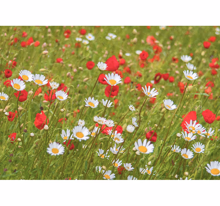 Fototapete blumen lebendiges blumenfeld - TenStickers