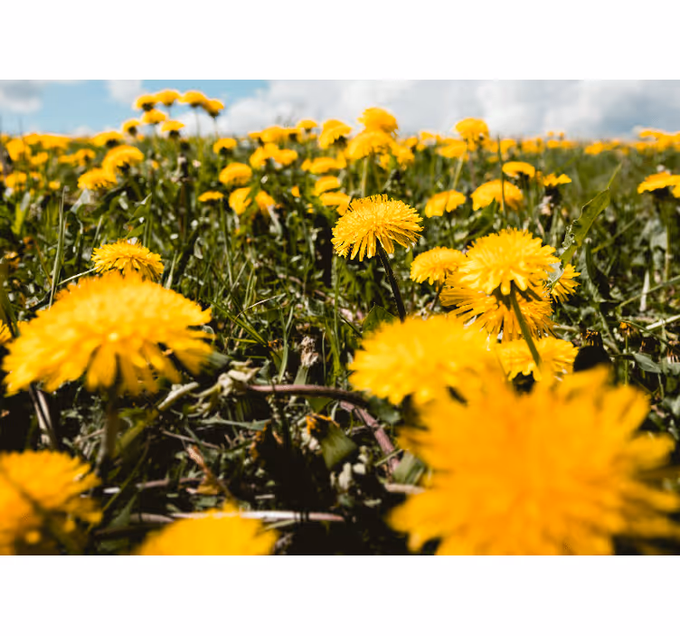 Fototapete pusteblume wiesenblick - TenStickers