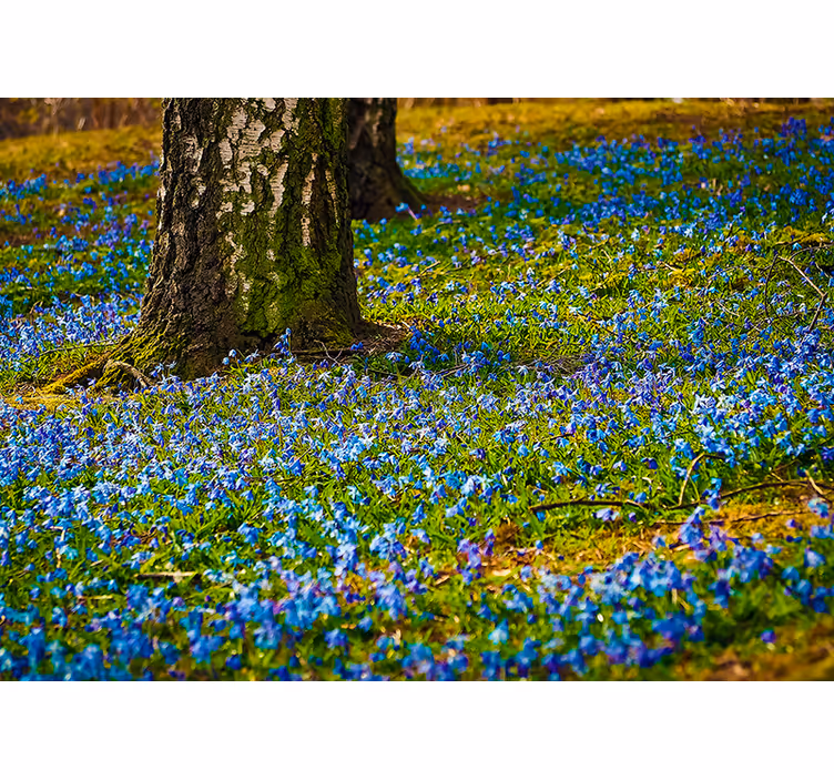 Fototapete blumen blausternwiesen-szene - TenStickers