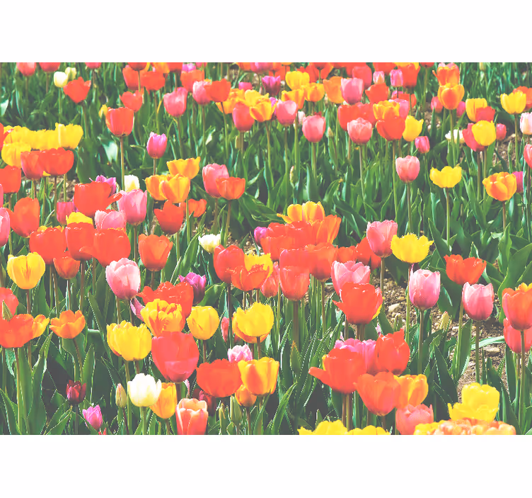 Fototapete blumen tulpenfeld blüten - TenStickers