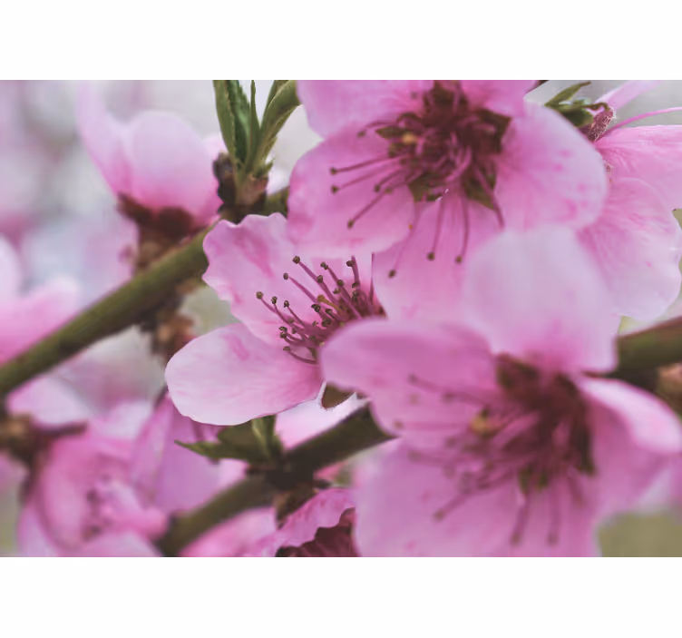 Fototapete mohnblumen strahlende rosa blumen - TenStickers