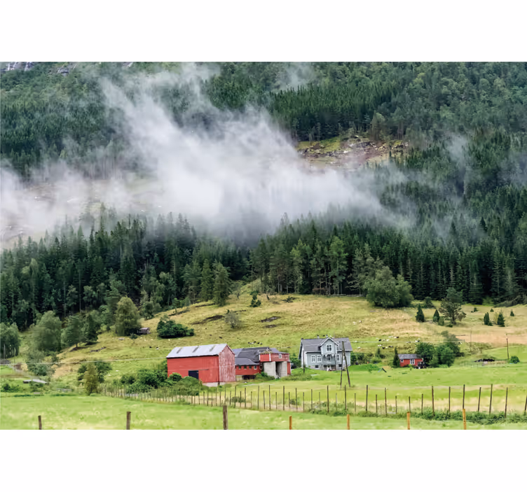 Fototapete Natur norwegischer wald - TenStickers