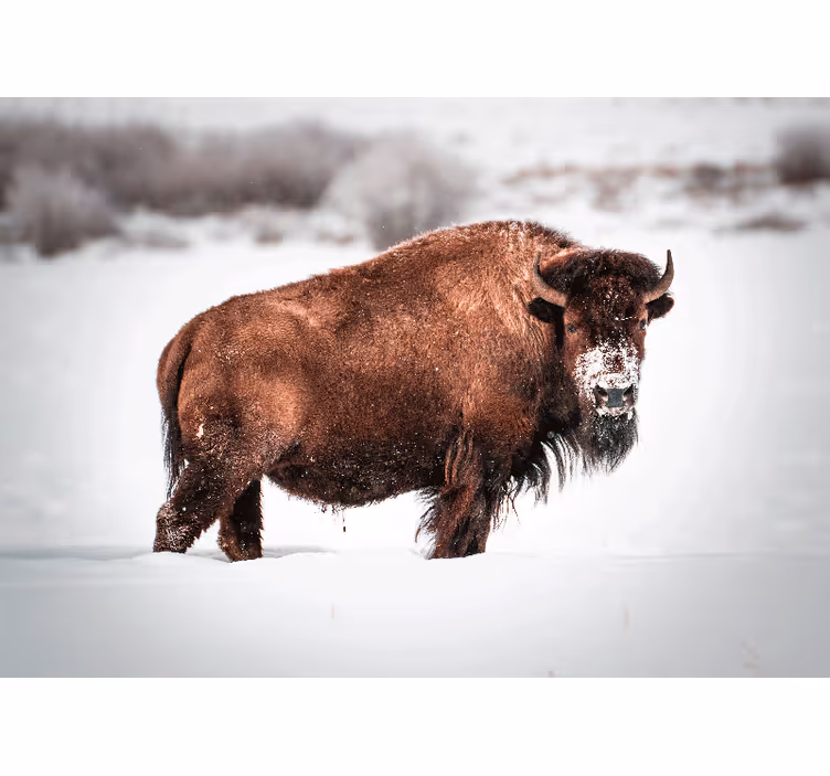 Fototapete tiere majestätische bisonhaltung - TenStickers