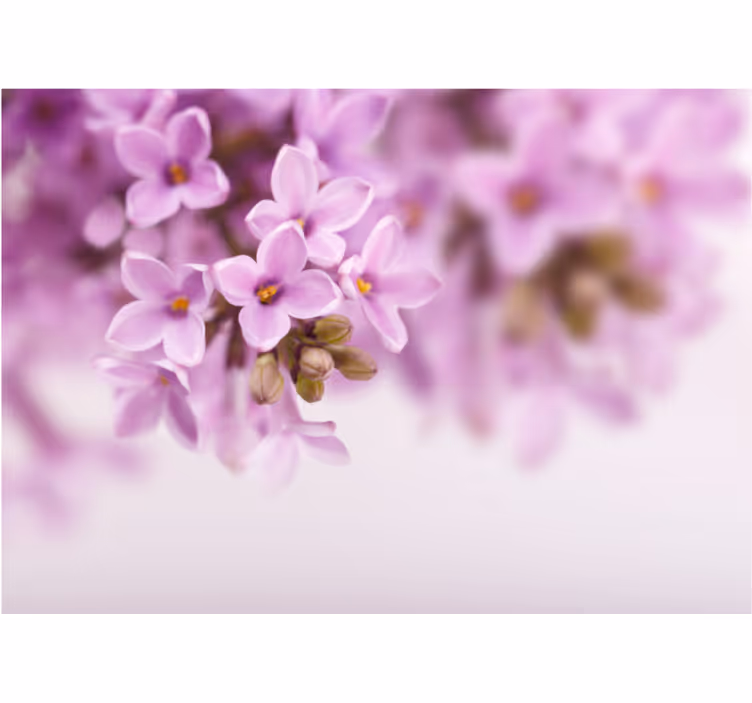 Fototapete blumen zarte lila blüten - TenStickers