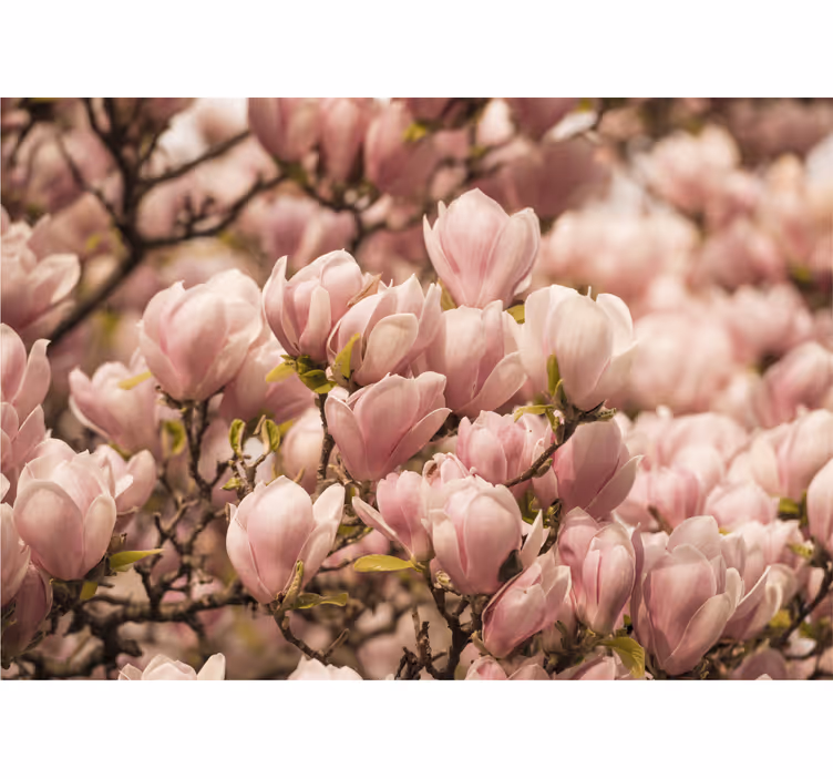 Fototapete Magnolie Magnolienblüten-design - TenStickers