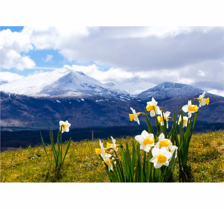 Fototapete blumen narzissen in den bergen - TenStickers