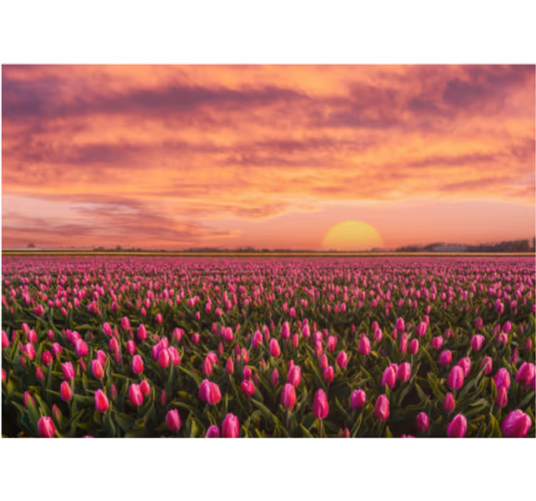 Fototapete blumen tulpenfeld im sonnenuntergang - TenStickers